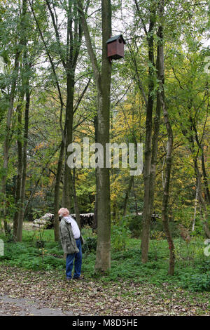 Homme nestkast naar kijkt van Groenendaal à boom ; Man looking at nextbox de Chouette hulotte dans l'arbre Banque D'Images