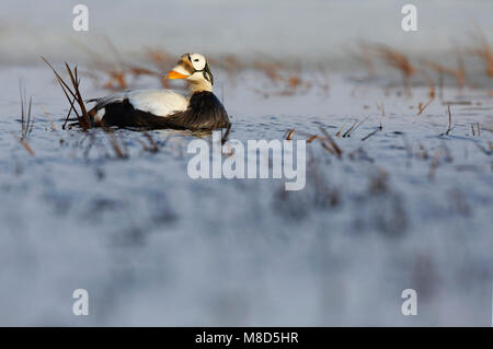 Mannetje brileider toendra op de mâles à l'Eider à lunettes ; la toundra Banque D'Images