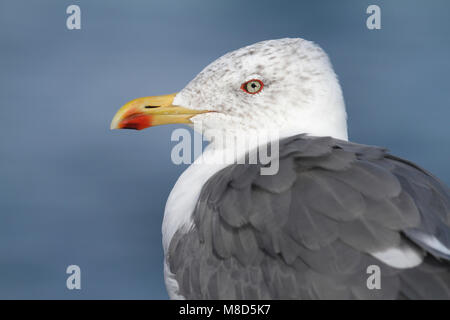 Geelpootmeeuw portret ; goéland portrait Banque D'Images