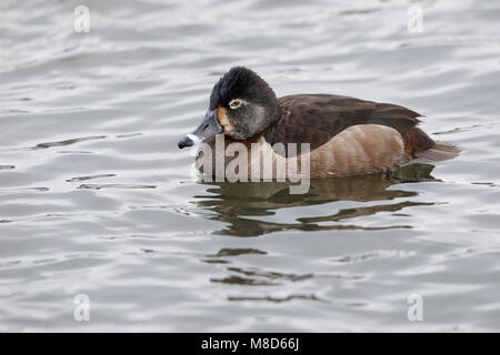 Vrouwtje Ringsnaveleend zwemmend ; femelle fuligule à collier, Aythya collaris, natation Banque D'Images