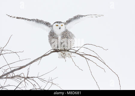 Sneeuwuil gespreide zittend op tak rencontré vleugels, Snowy Owl perché sur une branche avec des ailes étirés Banque D'Images