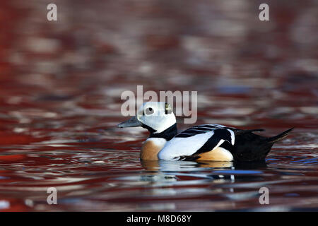 Stellers eider in de haven ;'Eider de Steller dans le port Banque D'Images