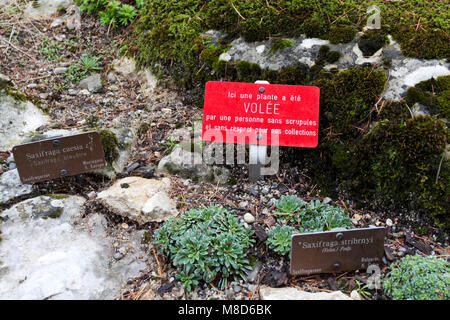 Des gens sans scrupules - Usine snatcher et l'usine volés - Conservatoire et Jardin botanique de la ville de Genève Banque D'Images