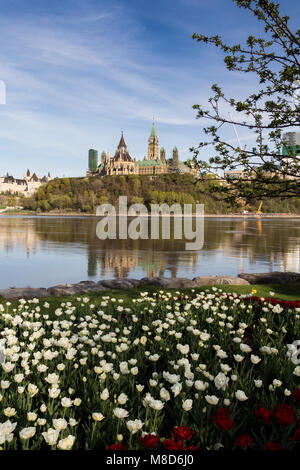 Magnifiques tulipes à Ottawa Banque D'Images