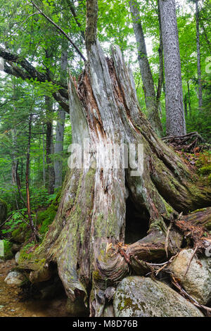 Pin blanc de l'est en décomposition, souche d'arbre dans le Pine Brook Valley de Lincoln, New Hampshire, USA. Ce domaine a été identifié au cours de l'East Branch & Lincoln e Banque D'Images