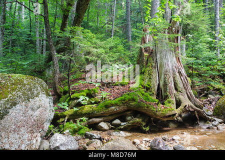 Pin blanc de l'est en décomposition, souche d'arbre dans le Pine Brook Valley de Lincoln, New Hampshire, USA. Ce domaine a été identifié au cours de l'East Branch & Lincoln e Banque D'Images