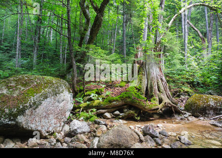 Pin blanc de l'est en décomposition, souche d'arbre dans le Pine Brook Valley de Lincoln, New Hampshire, USA. Ce domaine a été identifié au cours de l'East Branch & Lincoln e Banque D'Images