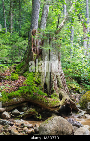 Pin blanc de l'est en décomposition, souche d'arbre dans le Pine Brook Valley de Lincoln, New Hampshire, USA. Ce domaine a été identifié au cours de l'East Branch & Lincoln e Banque D'Images