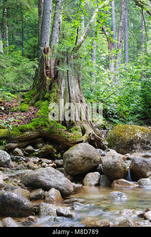 Pin blanc de l'est en décomposition, souche d'arbre dans le Pine Brook Valley de Lincoln, New Hampshire, USA. Ce domaine a été identifié au cours de l'East Branch & Lincoln e Banque D'Images