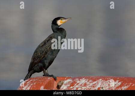 Volwassen Aalscholver dans winterkleed ; le grand cormoran adulte en plumage d'hiver Banque D'Images