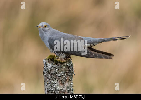 Cuckoo eurasien perché sur le lichen couverts poster Banque D'Images