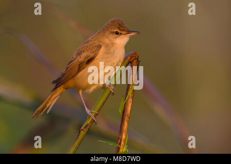 Dans Karekiet zittend Grote riet ; Grands Reed Warbler perché à reed Banque D'Images