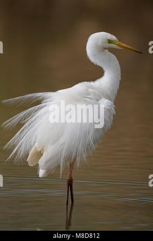 Grote Zilverreiger dans broedkleed ; Grande Aigrette en plumage nuptial Banque D'Images