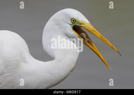 Foeragerende Grote Zilverreiger de nourriture ; Grande Aigrette Banque D'Images