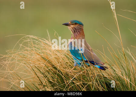 Indische Scharrelaar zittend ; rouleau indien perché Banque D'Images