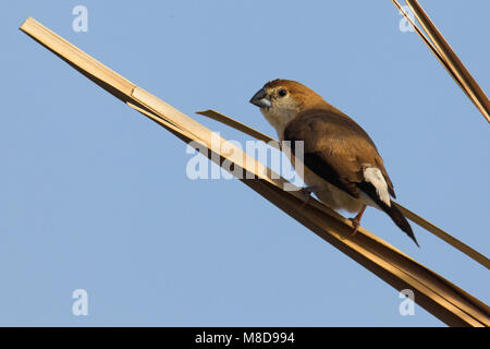 Loodbekje zittend in het riet ; Indian Silverbill perché à reed Banque D'Images