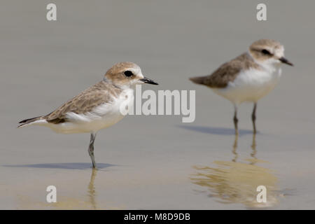 Dans winterkleed Strandplevier, en plumage d'hiver Gravelot Banque D'Images