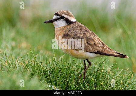 Volwassen Herdersplevier ; des profils Kittlitz's Plover Banque D'Images