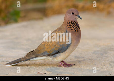 Volwassen Palmtortel ; des profils Laughing Dove Banque D'Images