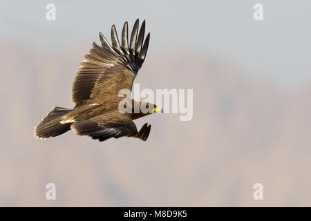 Juveniele Schreeuwarend in de viaje en avión ; l'aigle pomarin juvénile en vol Banque D'Images