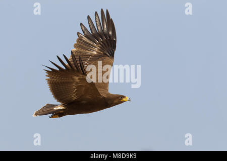 Juveniele Schreeuwarend in de viaje en avión ; l'aigle pomarin juvénile en vol Banque D'Images