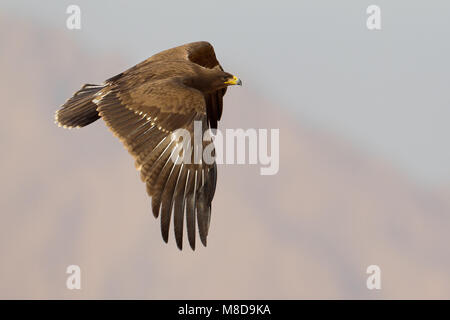 Juveniele Schreeuwarend in de viaje en avión ; l'aigle pomarin juvénile en vol Banque D'Images