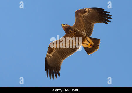 Juveniele Schreeuwarend in de viaje en avión ; l'aigle pomarin juvénile en vol Banque D'Images