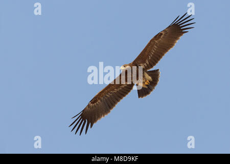 Juveniele Schreeuwarend in de viaje en avión ; l'aigle pomarin juvénile en vol Banque D'Images