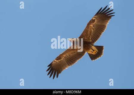 Juveniele Schreeuwarend in de viaje en avión ; l'aigle pomarin juvénile en vol Banque D'Images