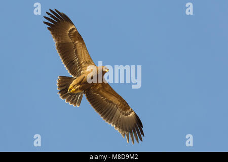 Juveniele Schreeuwarend in de viaje en avión ; l'aigle pomarin juvénile en vol Banque D'Images