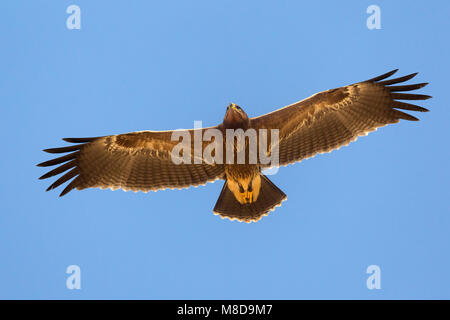 Juveniele Schreeuwarend in de viaje en avión ; l'aigle pomarin juvénile en vol Banque D'Images