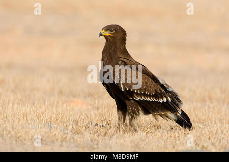 Dans Schreeuwarend zit ; l'aigle pomarin perché sur le terrain Banque D'Images