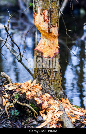 Arbre des un mordu par un castor dans la forêt. Banque D'Images