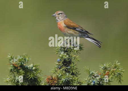 Mâle Linnet perché ; Kneu zittend homme Banque D'Images