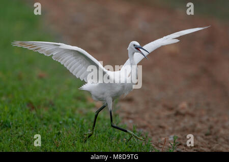 Kleine Zilverreiger ; Aigrette garzette Banque D'Images