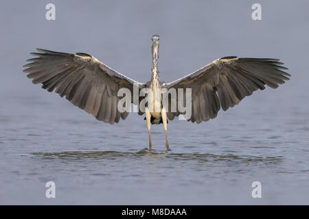 Blauwe Reiger landend dans l'eau, du gris dans l'eau Heron Landing Banque D'Images