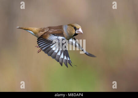 Vliegende Appelvink ; Hawfinch en vol Banque D'Images