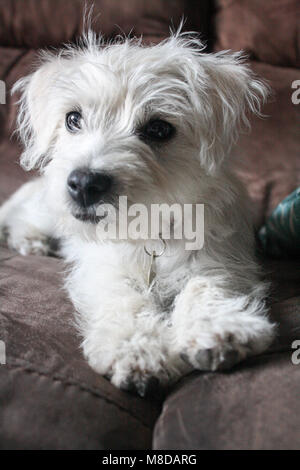 Bichon Frise x West Highland White Terrier (Weechon) puppy dog portrait Banque D'Images