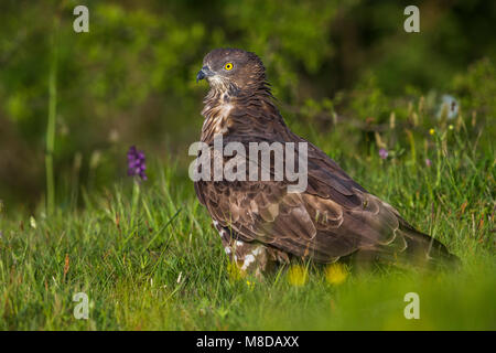 Dans Wespendief zit ; European Honey Buzzard perché Banque D'Images