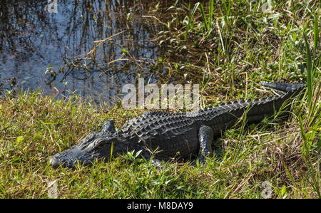 Aligator basking sun, le long du sentier de la vallée de requins, le Parc National des Everglades Banque D'Images