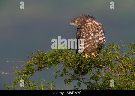 Dans Wespendief zit ; European Honey Buzzard perché Banque D'Images