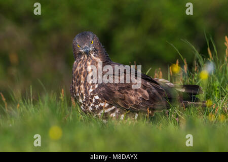 Dans Wespendief zit ; European Honey Buzzard perché Banque D'Images