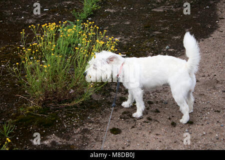 Bichon Frise x West Highland White Terrier (Weechon) puppy dog portrait Banque D'Images