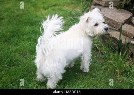 Bichon Frise x West Highland White Terrier (Weechon) puppy dog portrait Banque D'Images