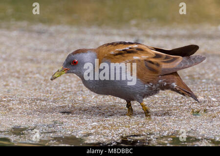 Klein Waterhoen ; Little Crake Porzana parva ; Banque D'Images