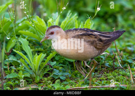 Klein Waterhoen ; Little Crake Porzana parva ; Banque D'Images