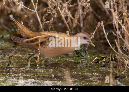 Klein Waterhoen ; Little Crake Porzana parva ; Banque D'Images