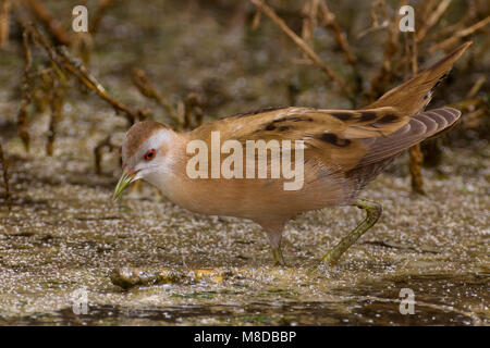 Klein Waterhoen ; Little Crake Porzana parva ; Banque D'Images