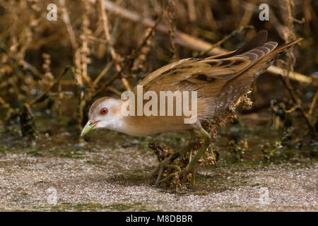 Klein Waterhoen ; Little Crake Porzana parva ; Banque D'Images