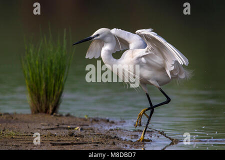 Kleine Zilverreiger, Aigrette garzette ; Banque D'Images